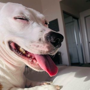 Meet your Posher, Sofia